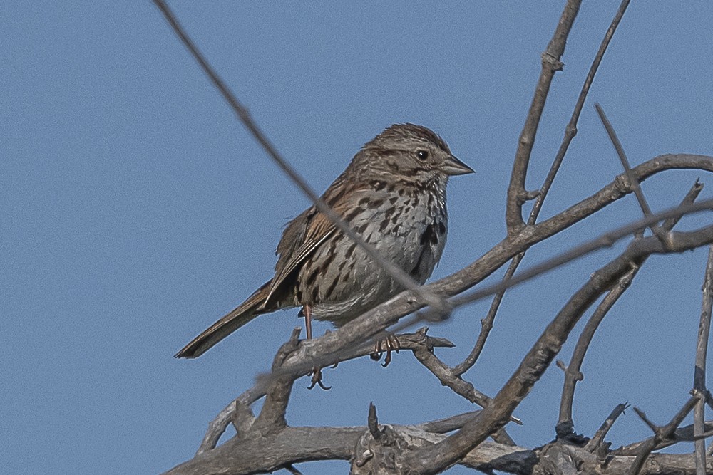 Song Sparrow - ML620167231