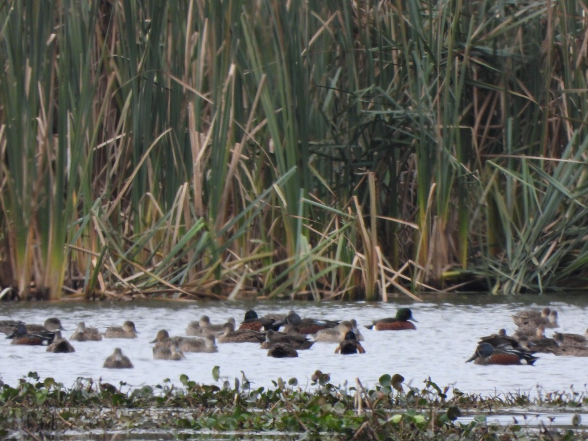 Australasian Shoveler - ML620167235