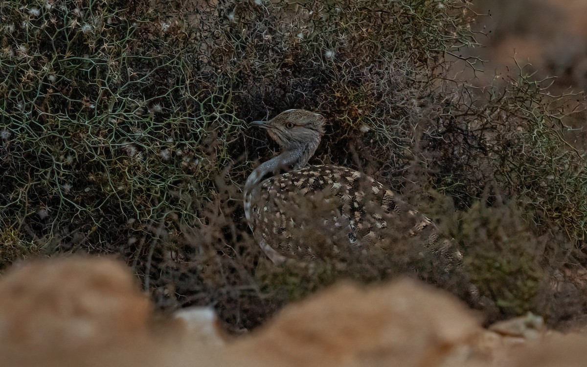 Outarde houbara (fuertaventurae) - ML620167236