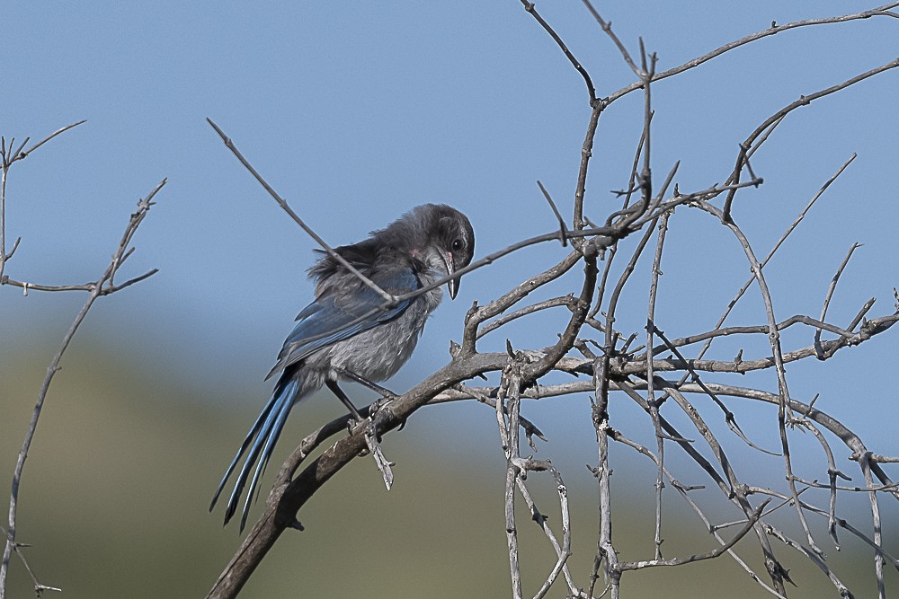 California Scrub-Jay - ML620167242