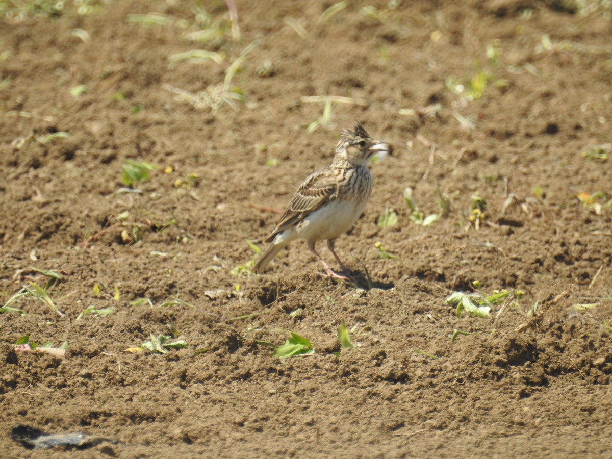 Eurasian Skylark - ML620167246