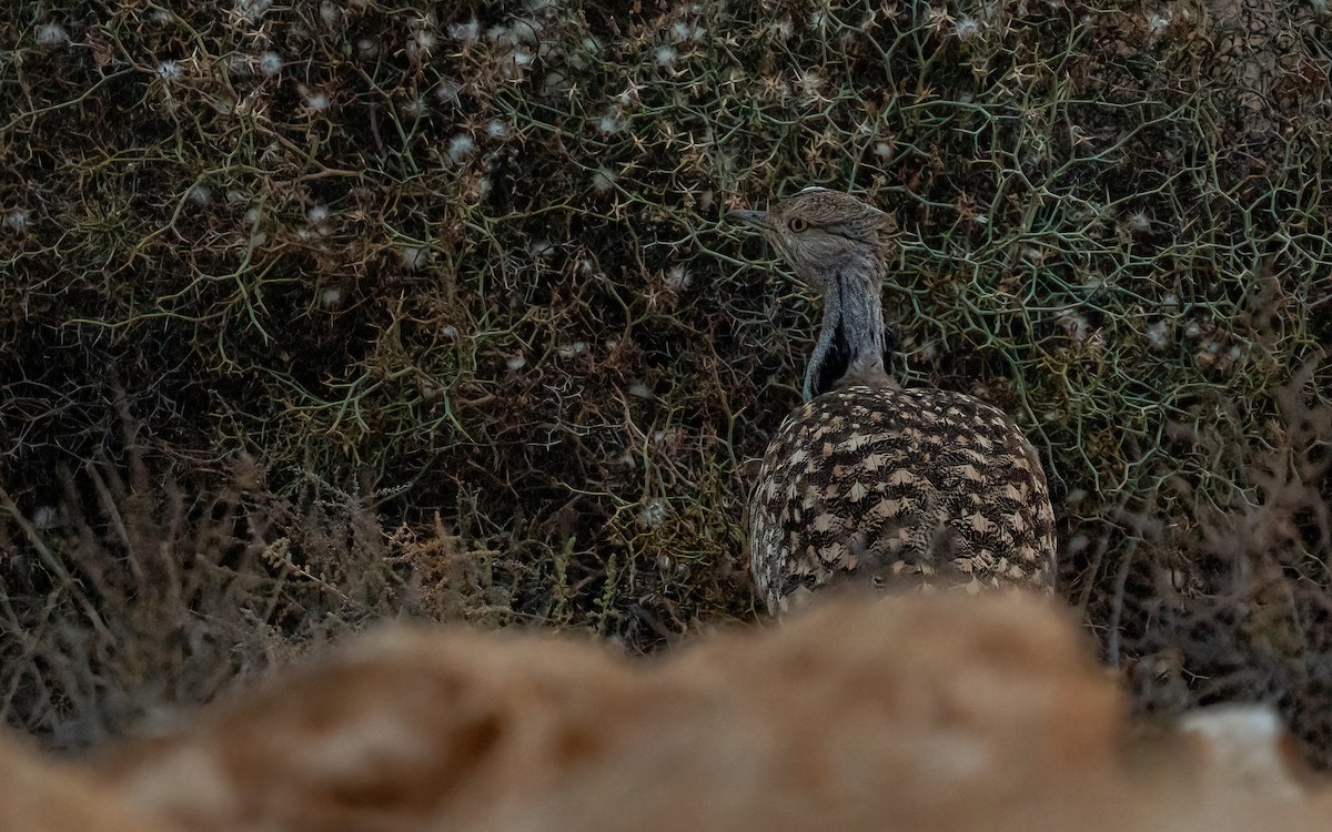 Avutarda Hubara Africana (Islas Canarias) - ML620167248