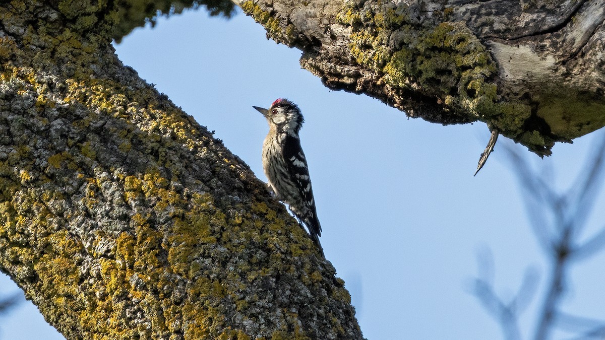 Lesser Spotted Woodpecker - ML620167249