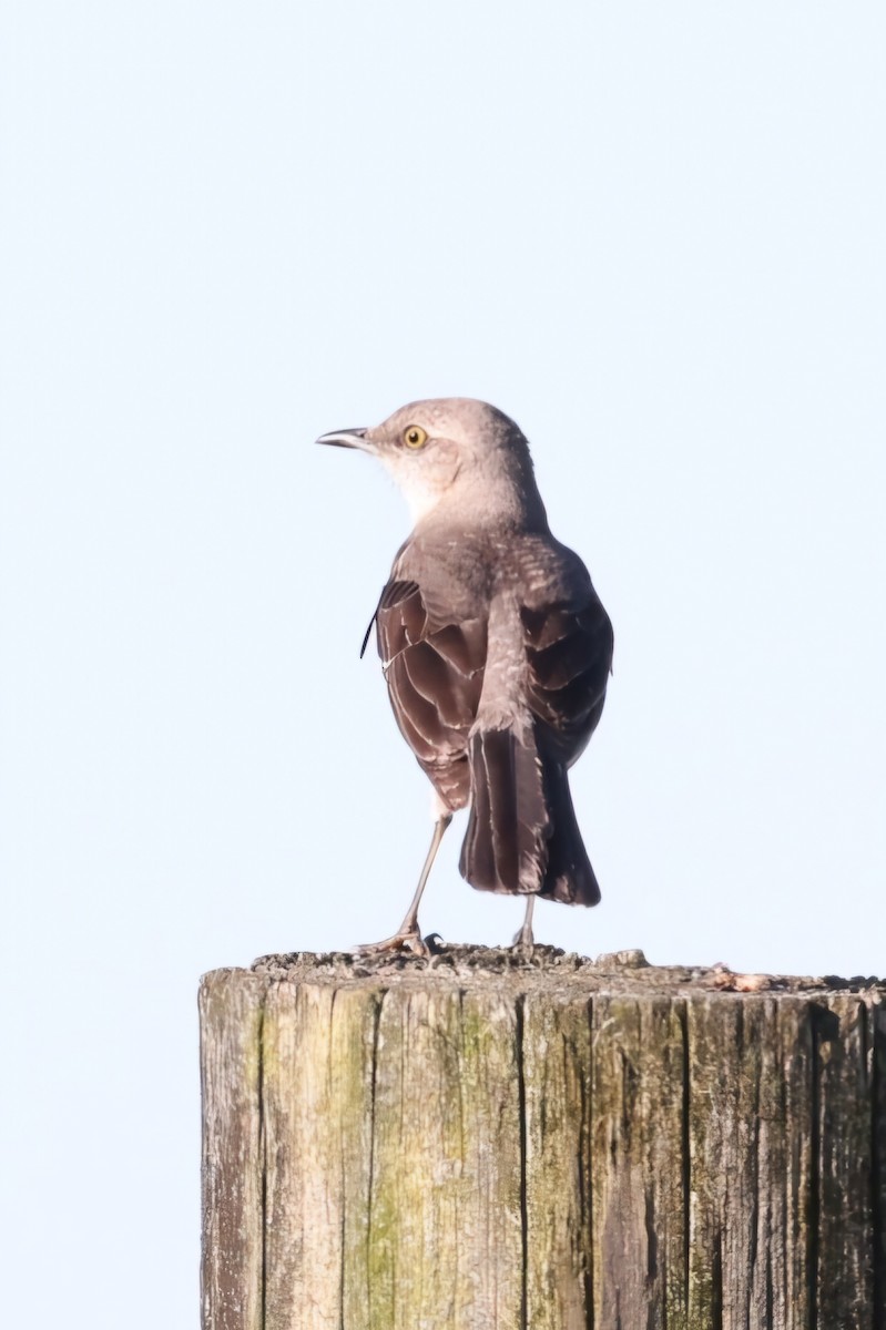 Northern Mockingbird - ML620167250