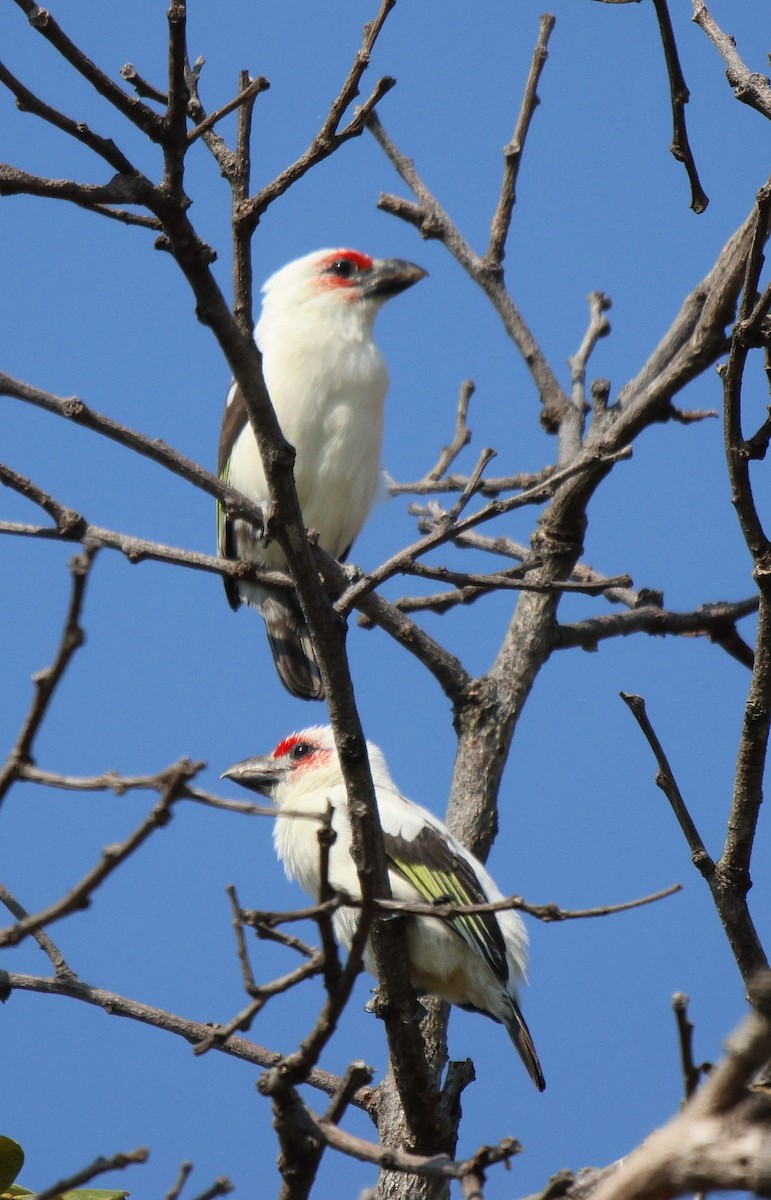 Chaplin's Barbet - ML620167253