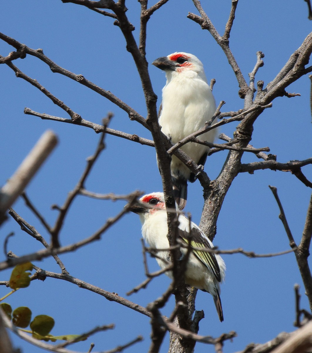 Chaplin's Barbet - ML620167254