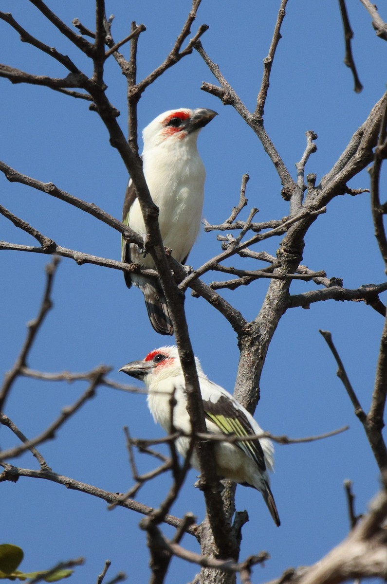 Chaplin's Barbet - ML620167255