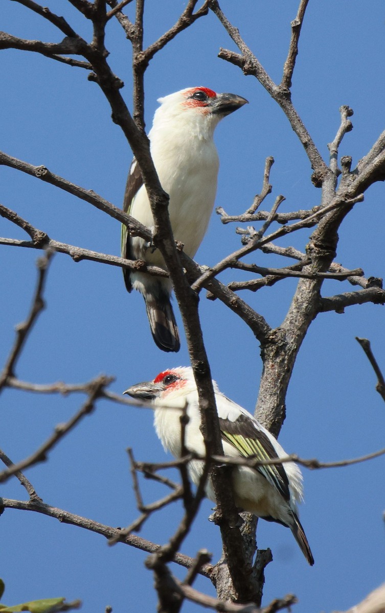 Chaplin's Barbet - ML620167256