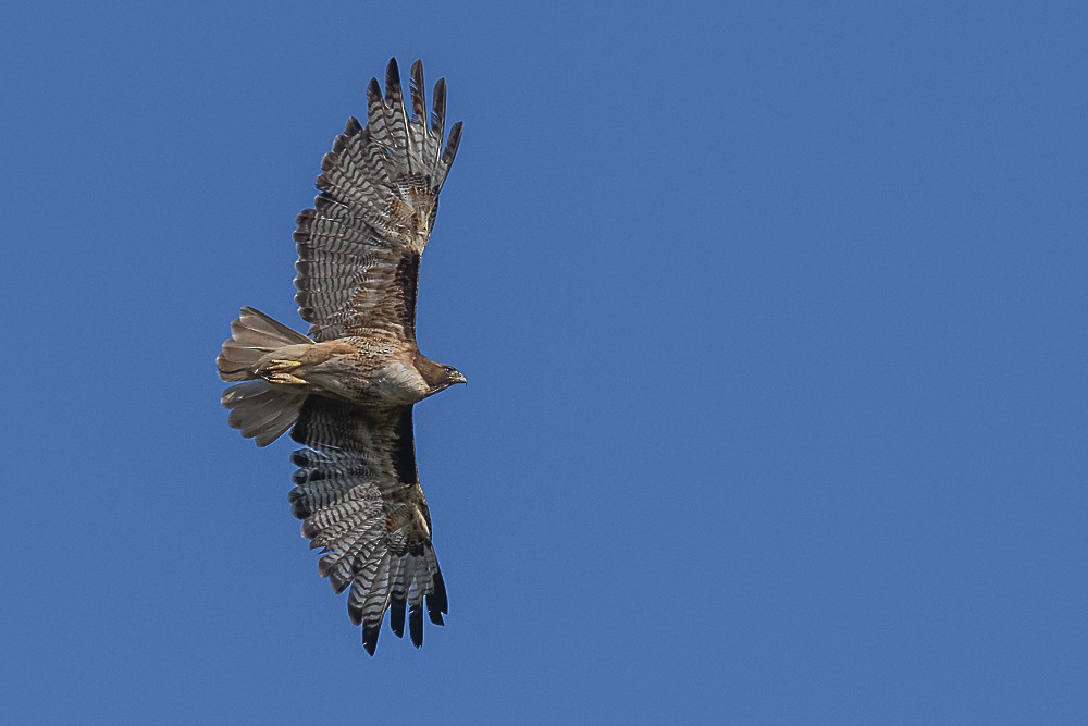 Red-tailed Hawk - James McNamara