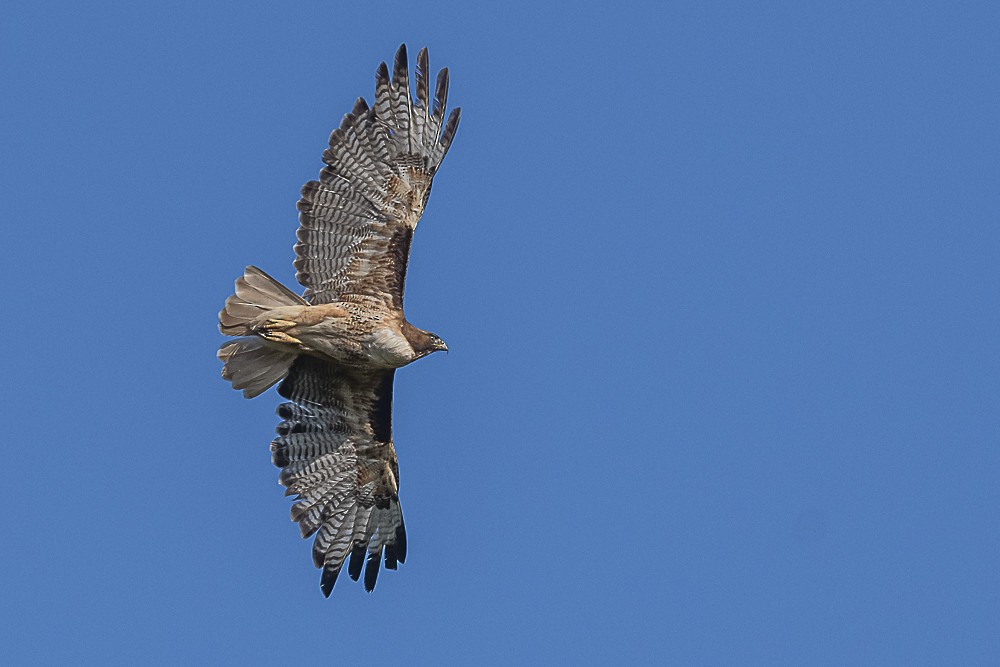 Red-tailed Hawk - ML620167264