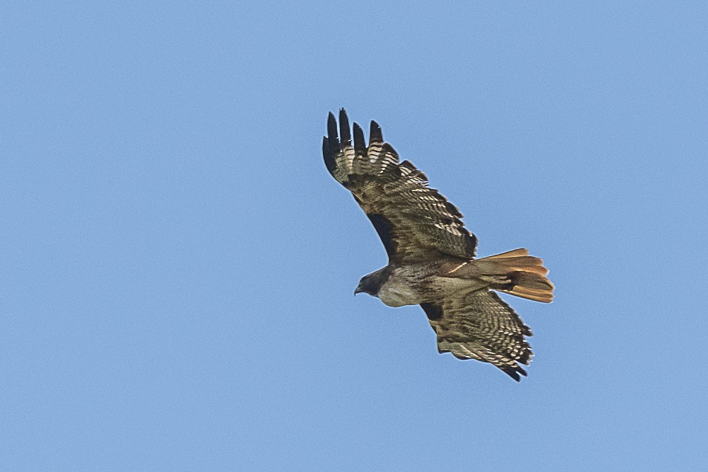 Red-tailed Hawk - ML620167265