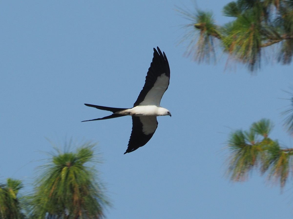 Swallow-tailed Kite - ML620167266