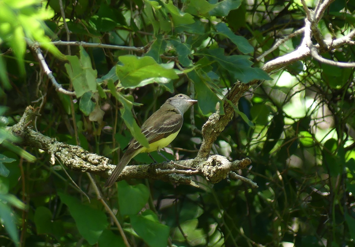 Great Crested Flycatcher - ML620167275