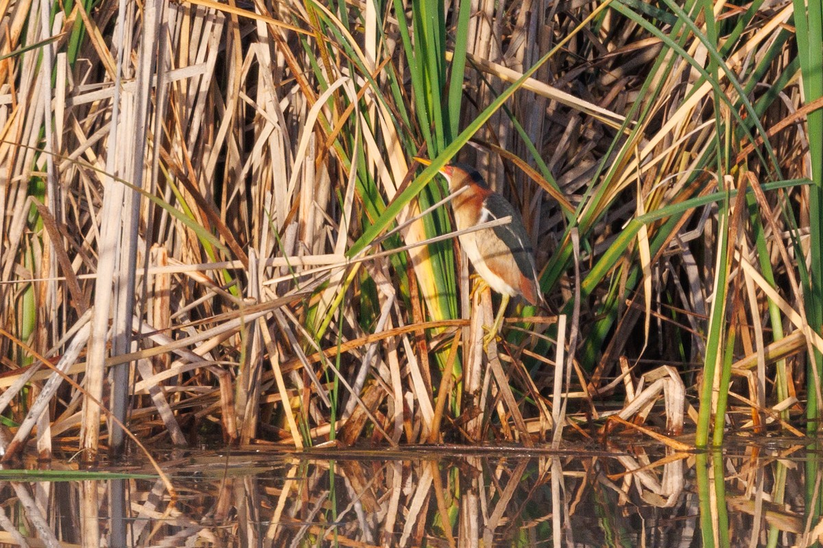 Least Bittern - ML620167277