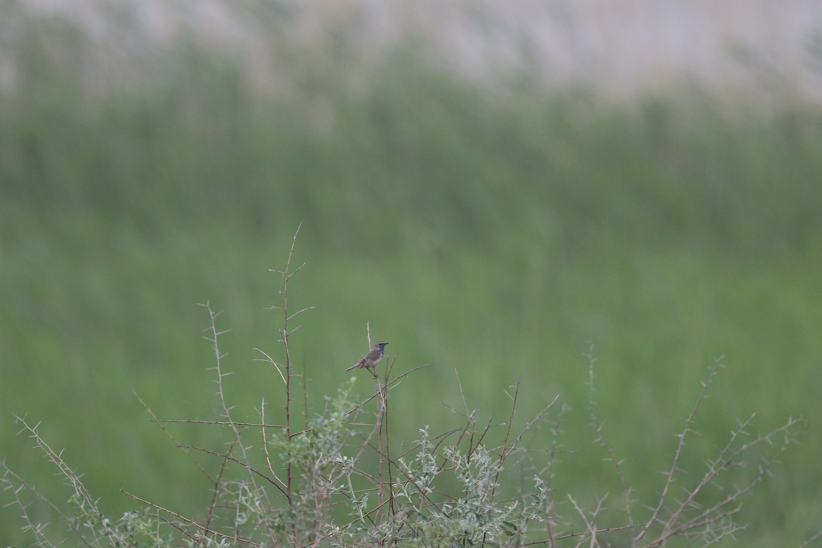 Bluethroat (Red-spotted) - ML620167278