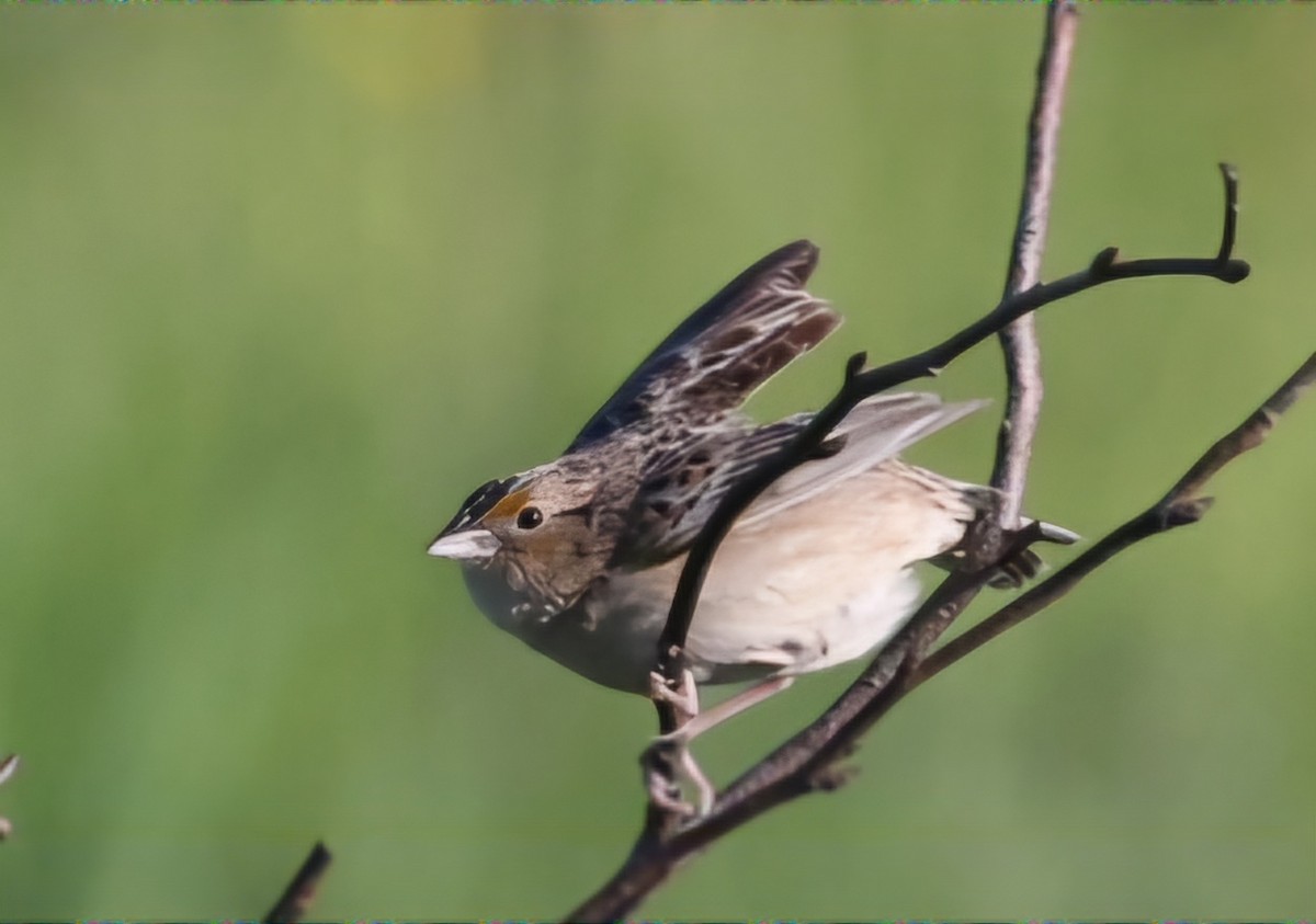 Grasshopper Sparrow - ML620167279