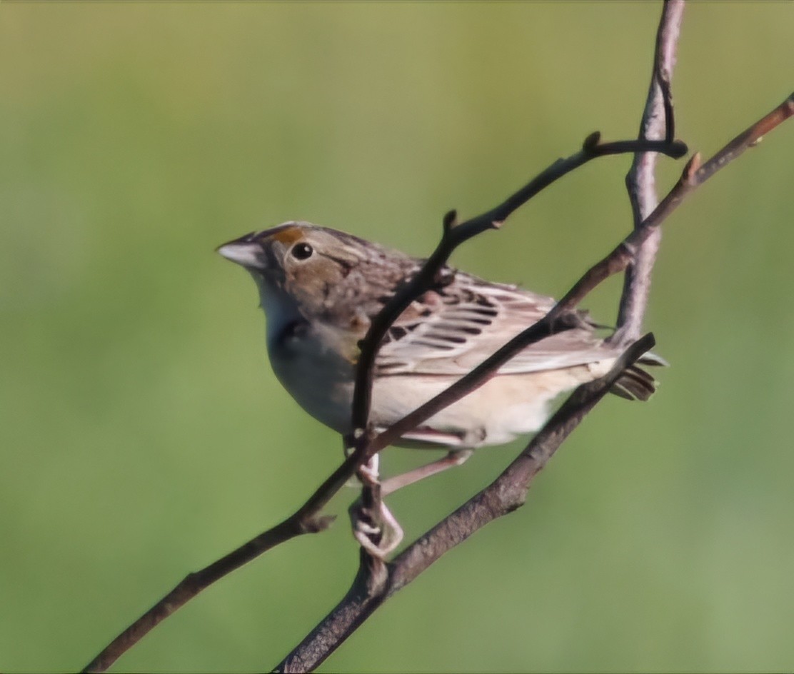 Grasshopper Sparrow - ML620167281