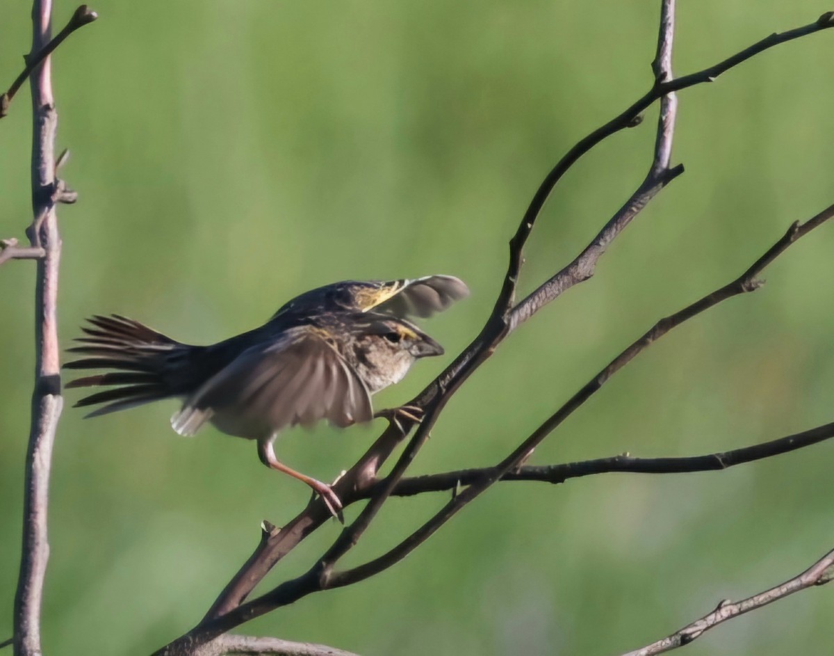 Grasshopper Sparrow - David Funke