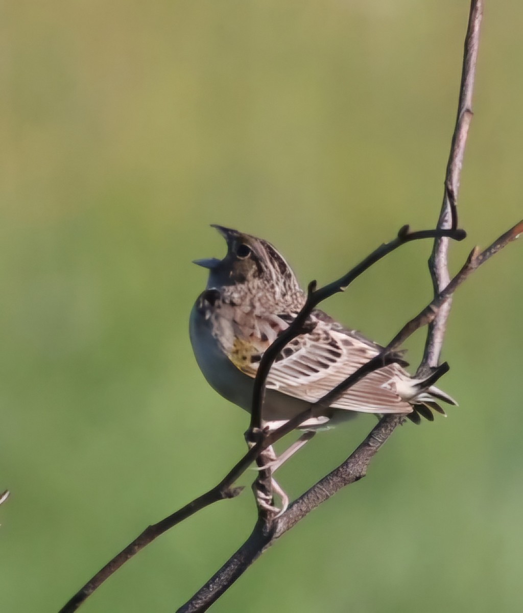 Grasshopper Sparrow - ML620167284