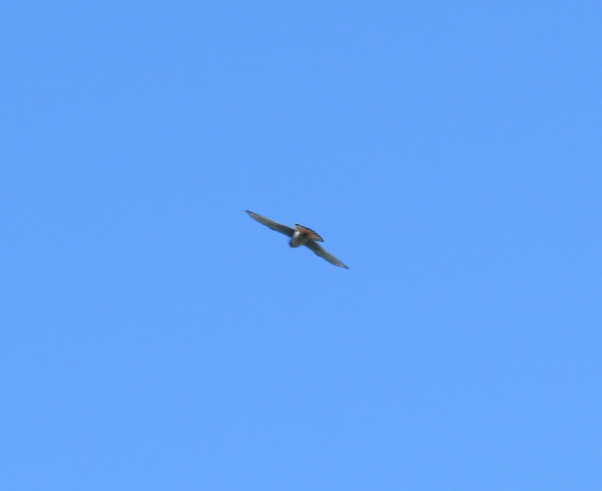 American Kestrel - ML620167296