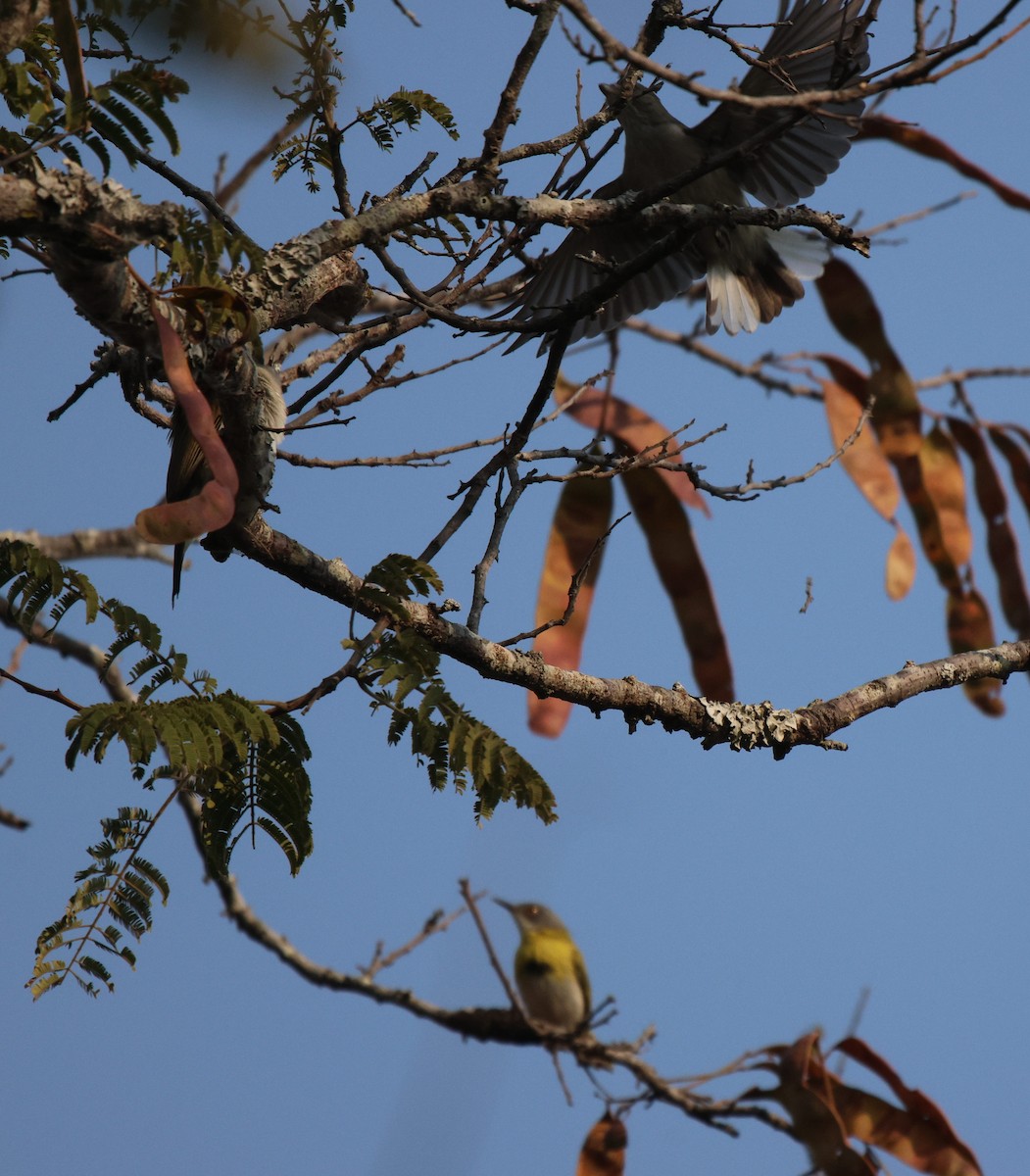 Pallid Honeyguide - ML620167302