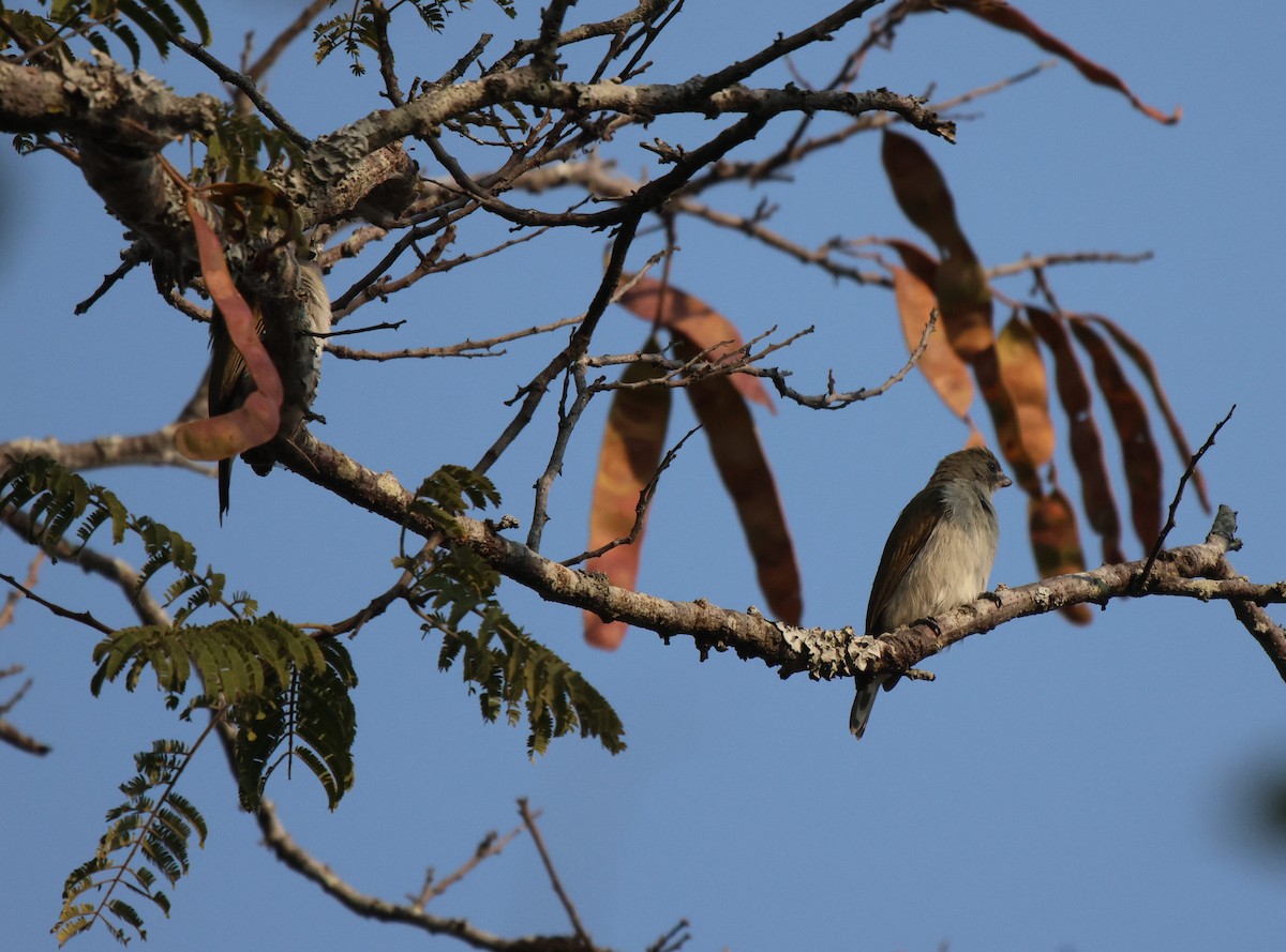 Pallid Honeyguide - ML620167304