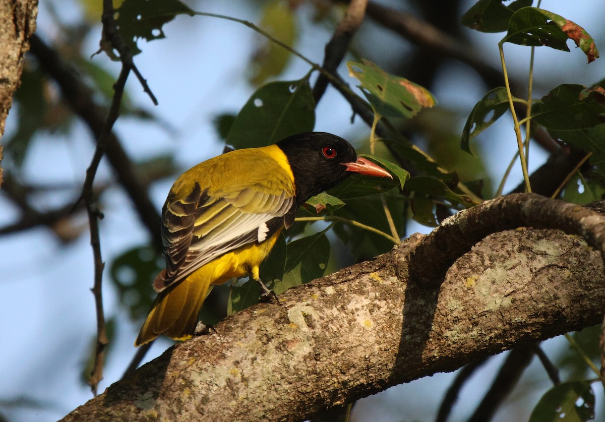 African Black-headed Oriole - ML620167307