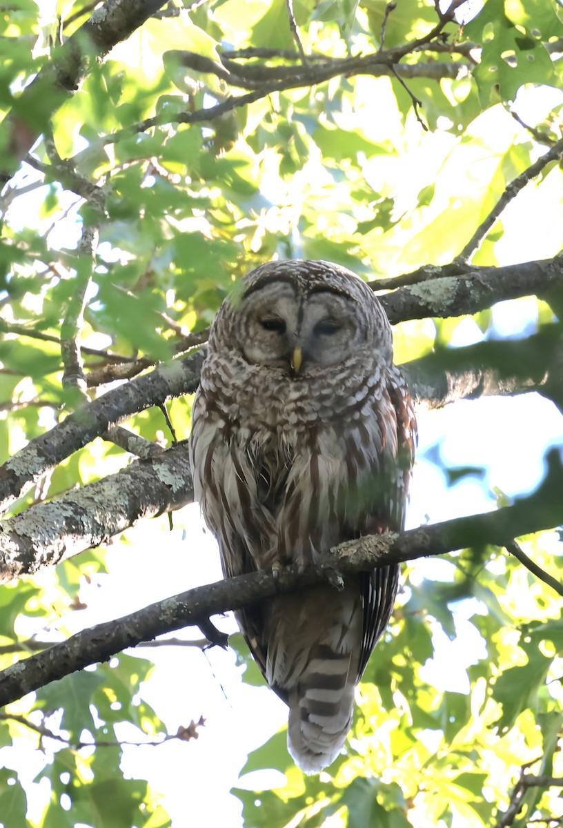 Barred Owl - ML620167309