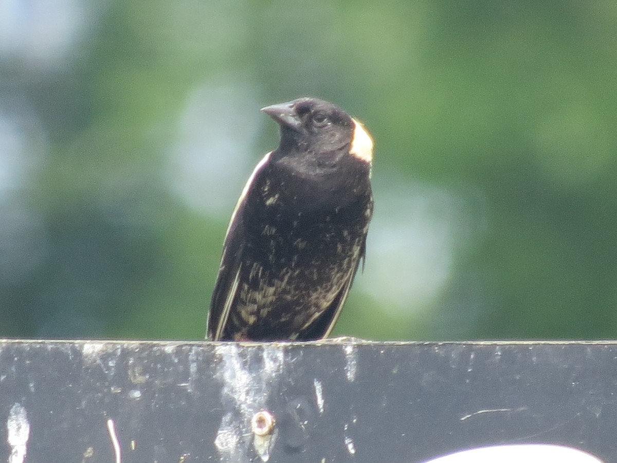 Bobolink - ML620167320