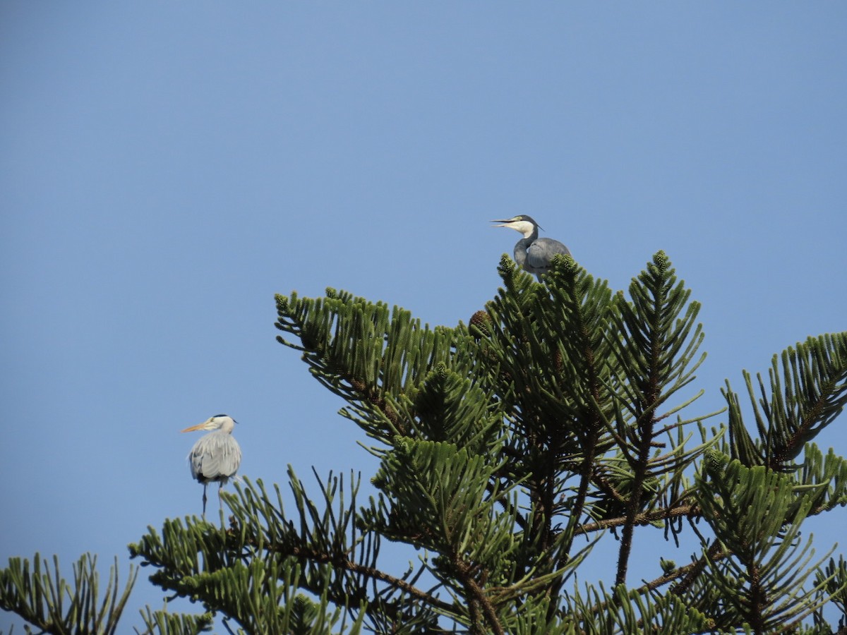 Black-headed Heron - ML620167328