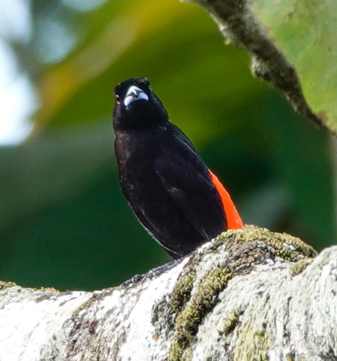 Scarlet-rumped Tanager - ML620167329