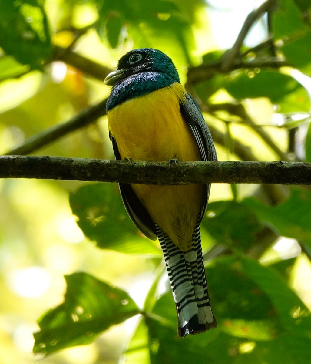 Northern Black-throated Trogon - ML620167331