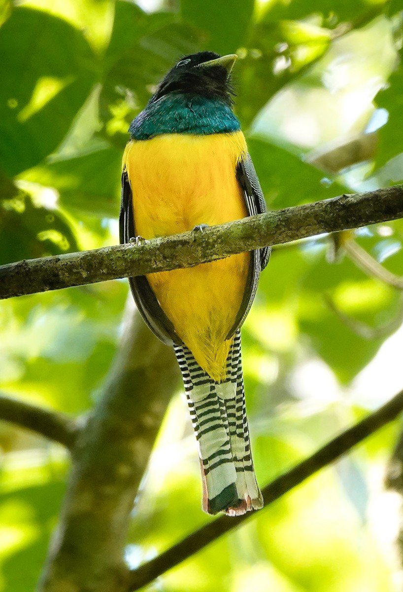 Northern Black-throated Trogon - ML620167332