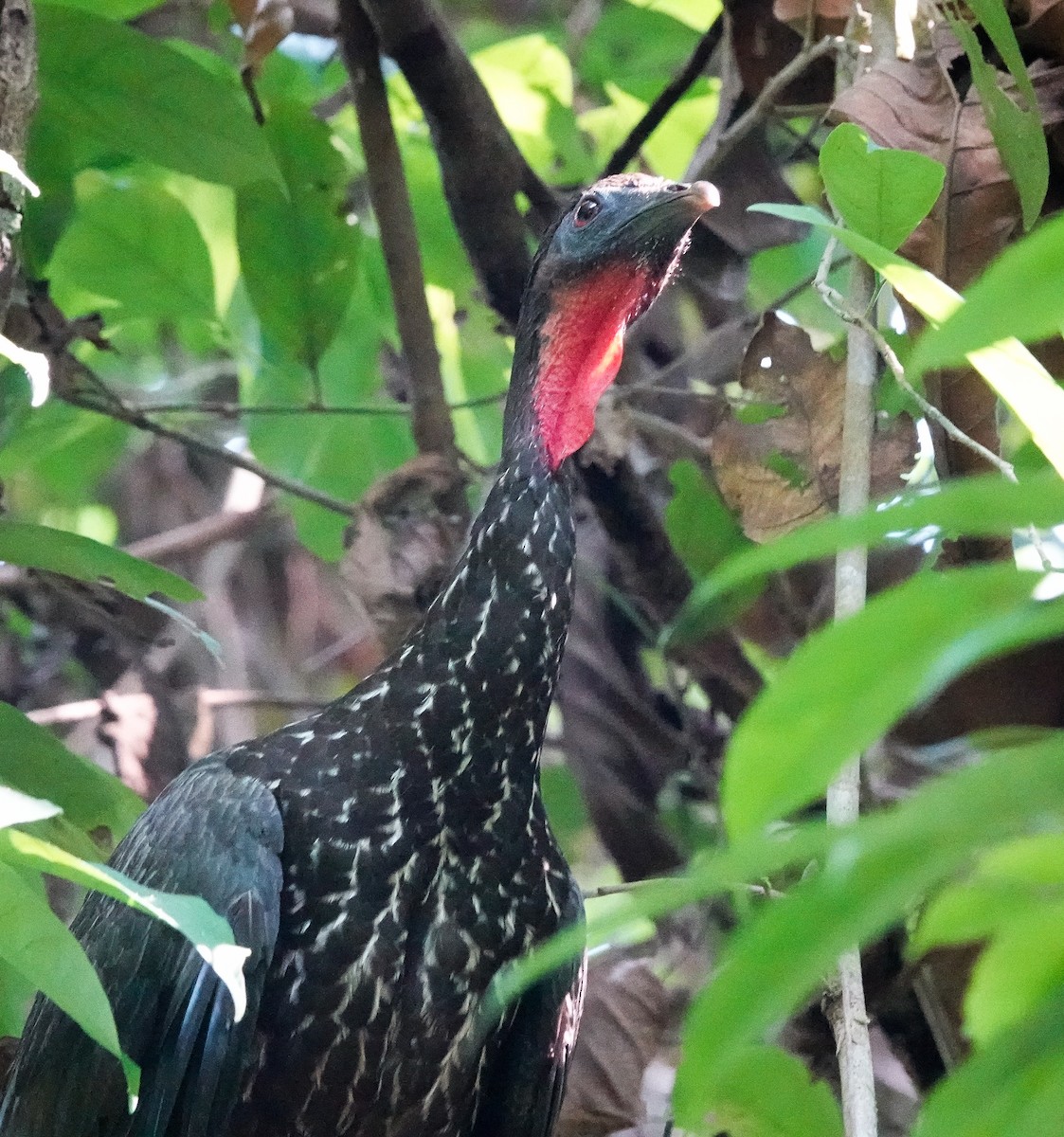 Crested Guan - ML620167336