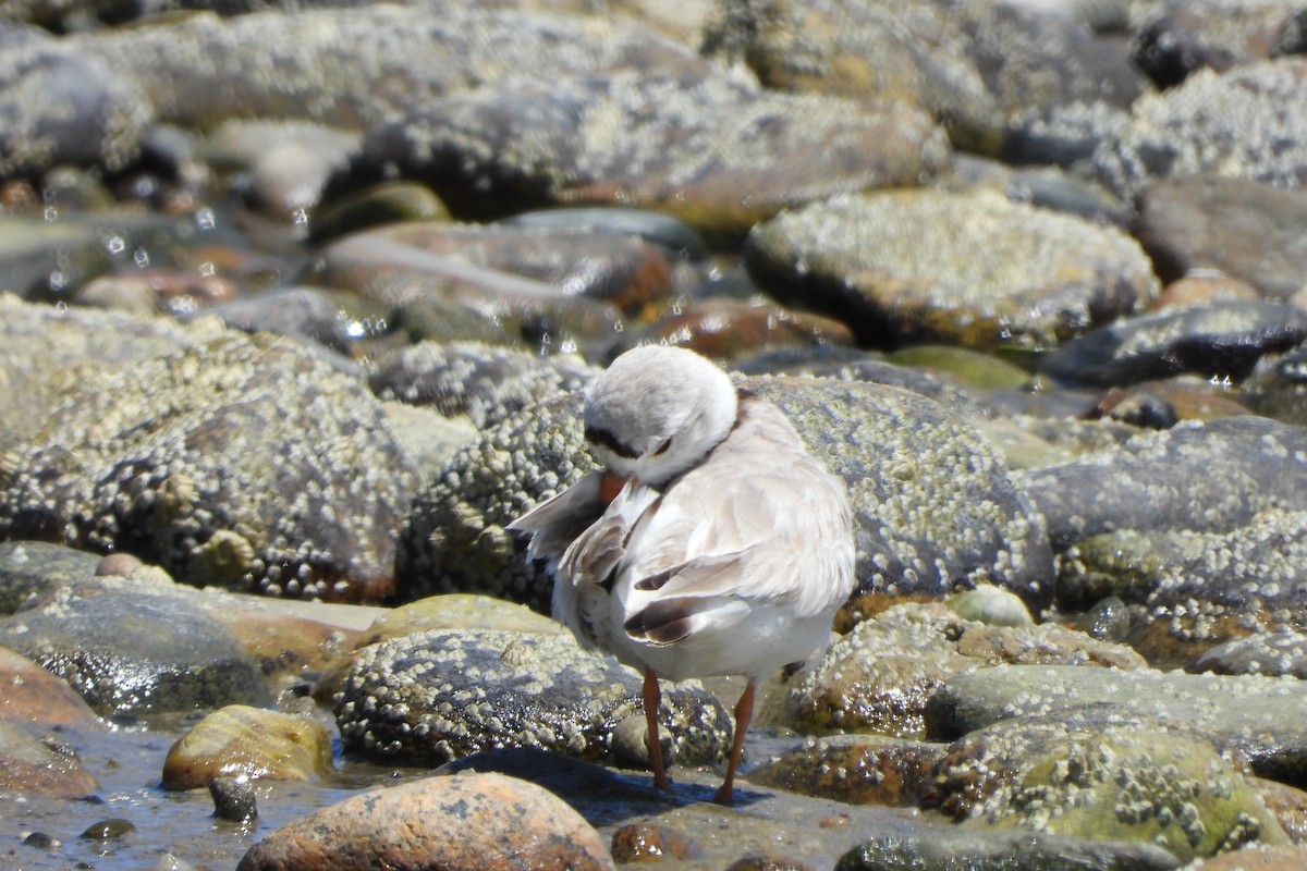 Piping Plover - ML620167344
