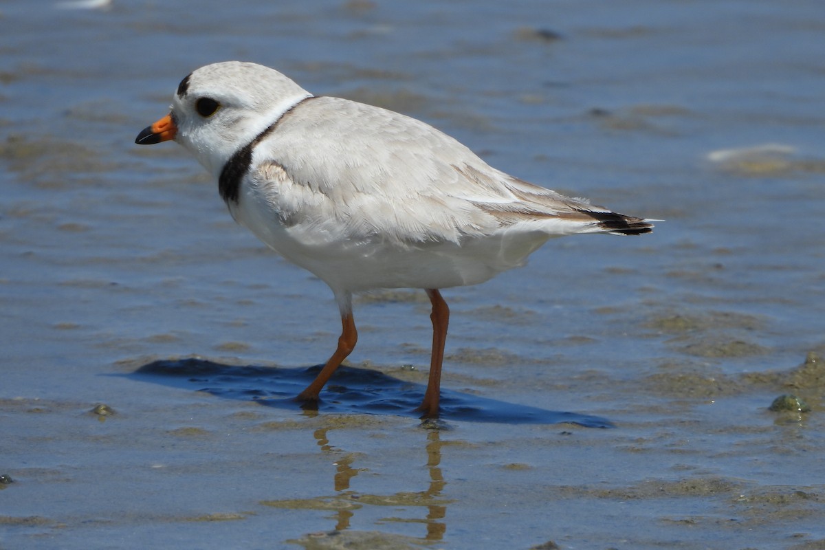 Piping Plover - ML620167346