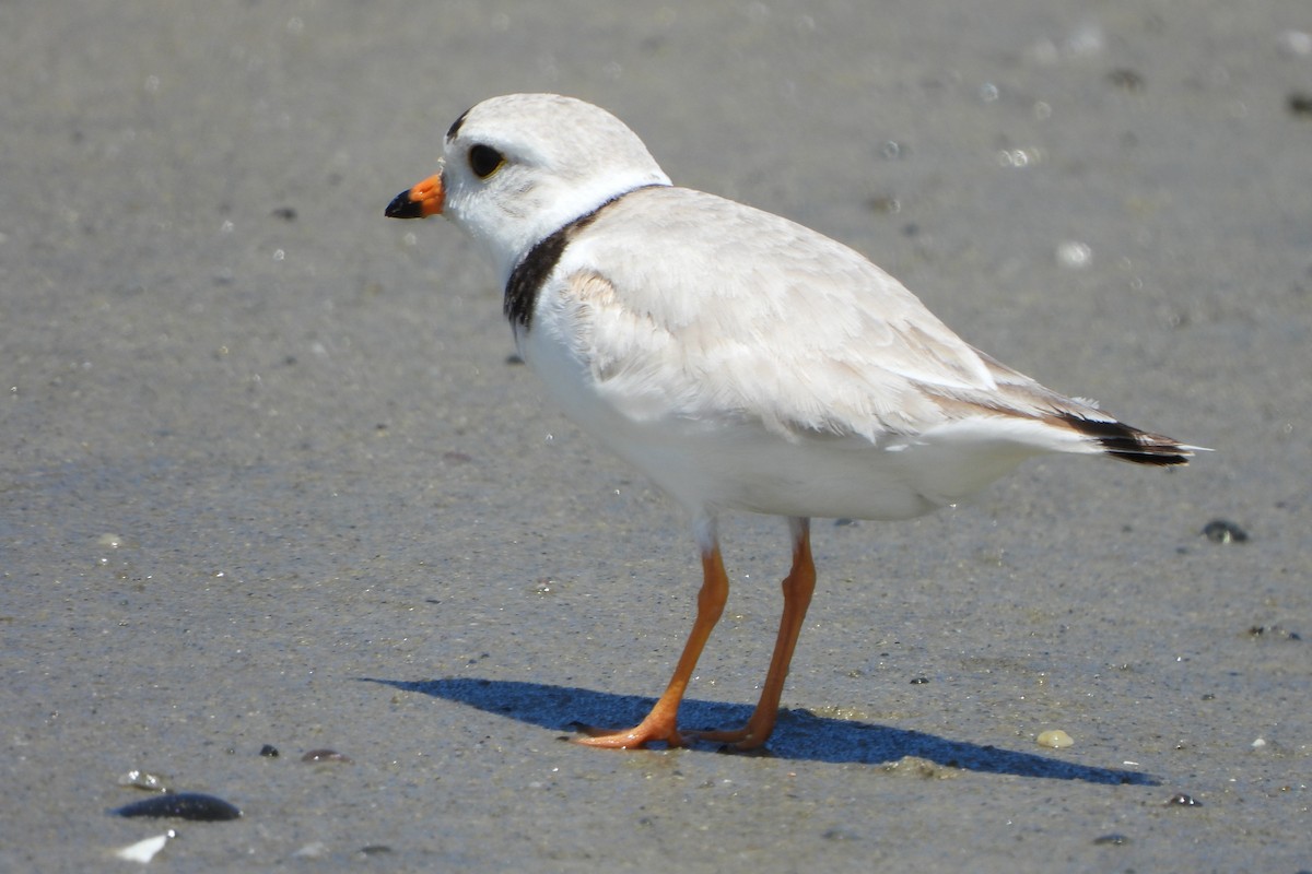 Piping Plover - ML620167347