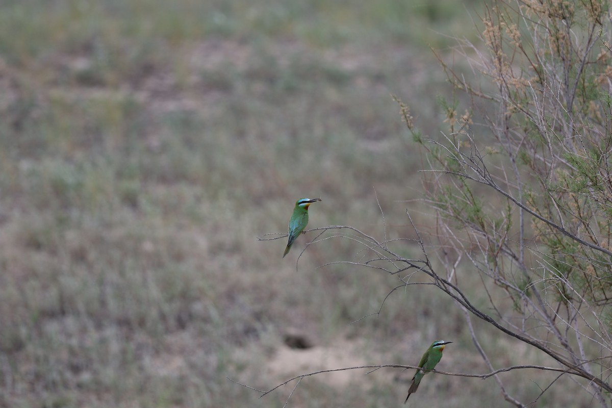 Blue-cheeked Bee-eater - ML620167350