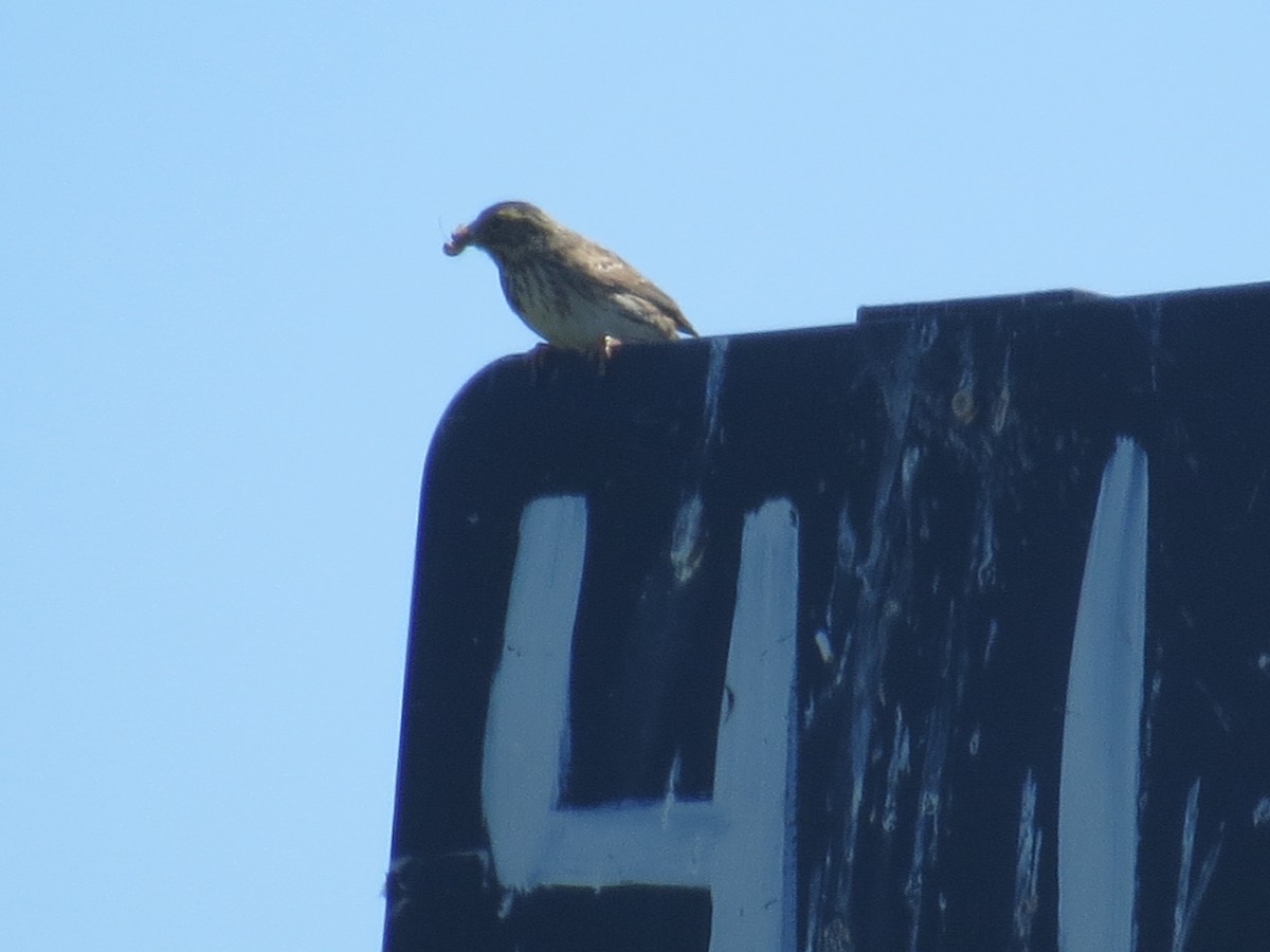 Savannah Sparrow - ML620167352