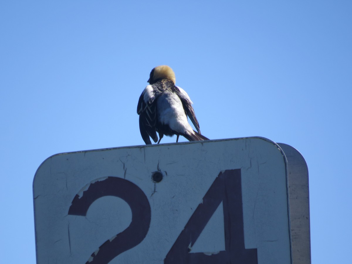 Bobolink - ML620167358