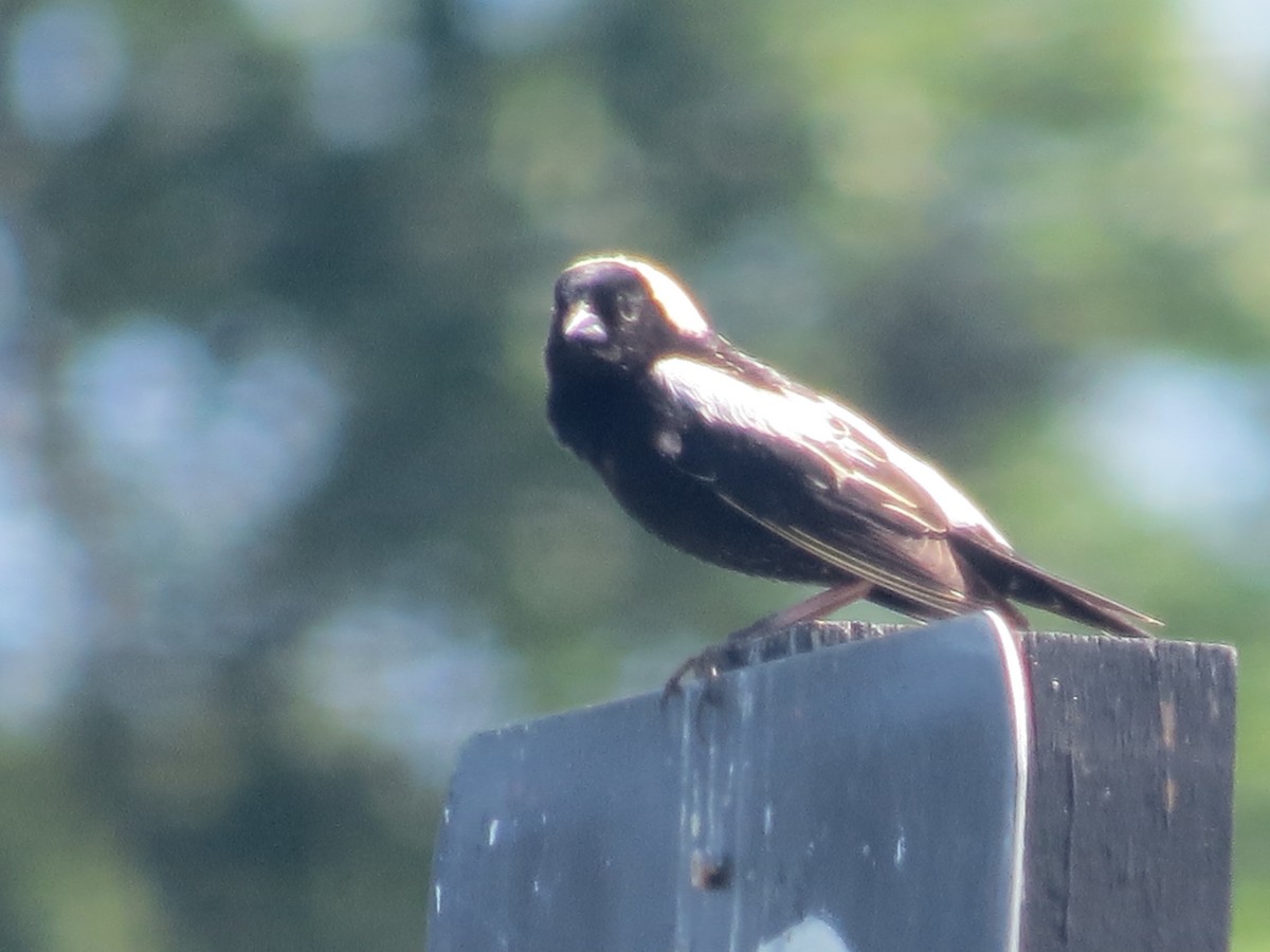 bobolink - ML620167366