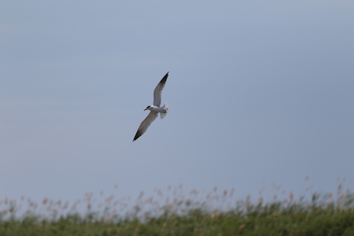 Caspian Tern - ML620167376