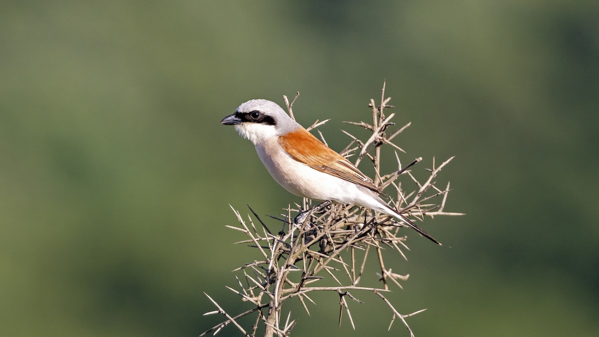 Red-backed Shrike - ML620167381