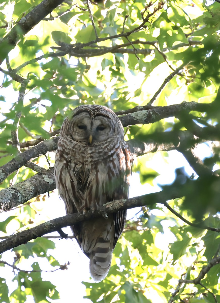 Barred Owl - ML620167382