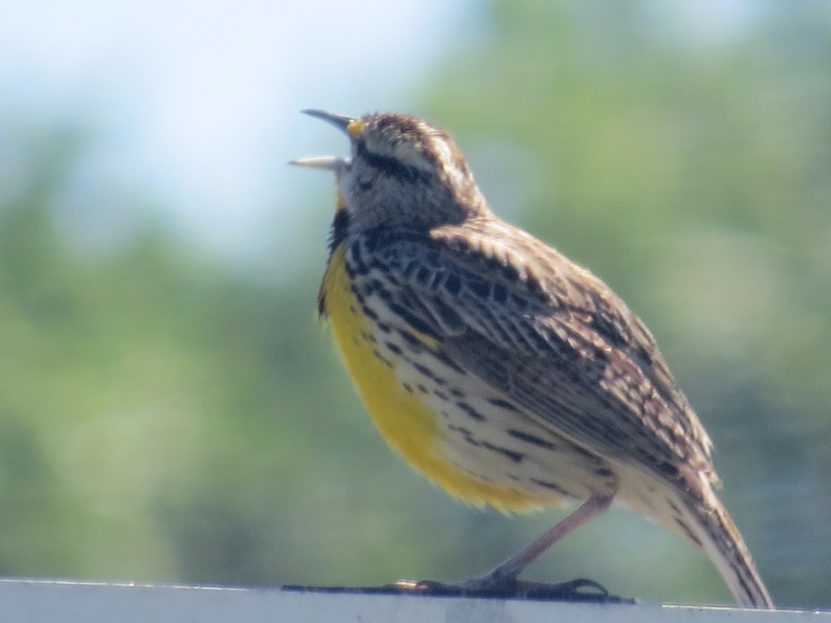 Eastern Meadowlark - ML620167383