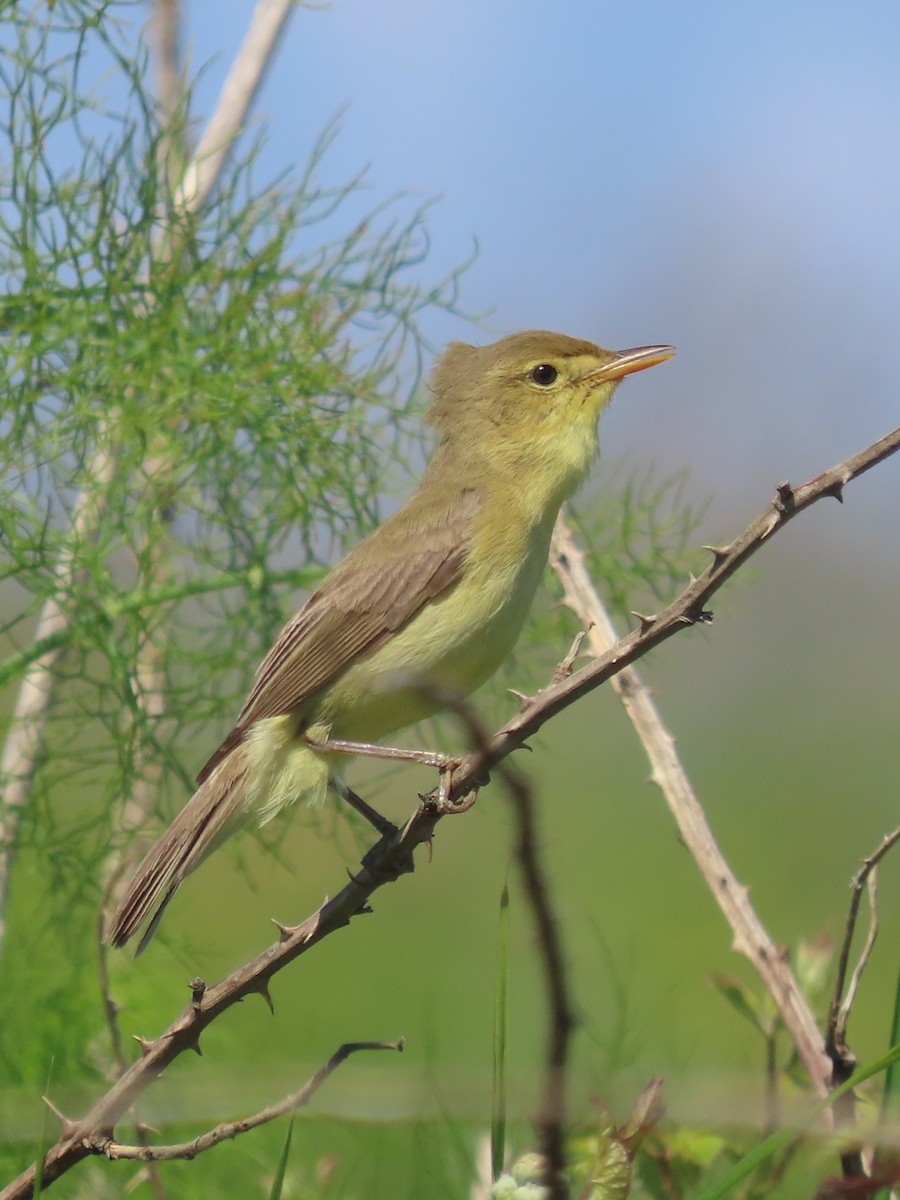 Melodious Warbler - ML620167388
