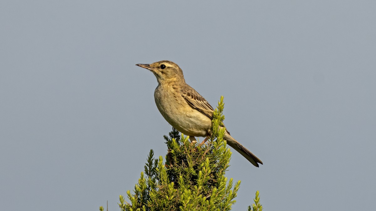 Tawny Pipit - ML620167389