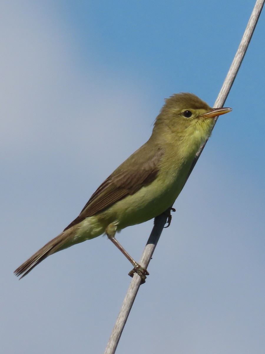 Melodious Warbler - ML620167391