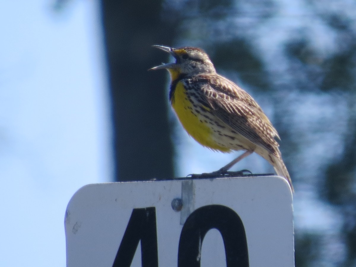 Eastern Meadowlark - ML620167394