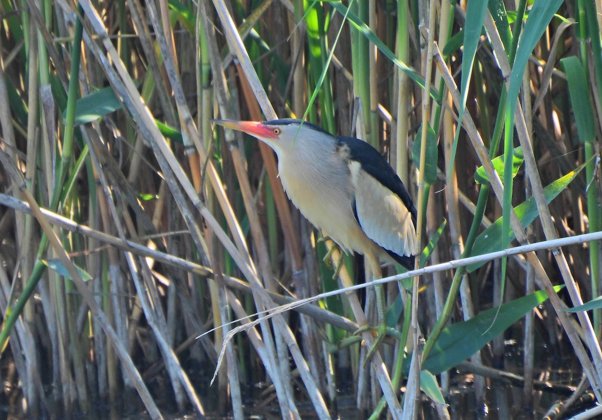 Little Bittern - ML620167401